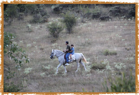 Paseos a Caballo