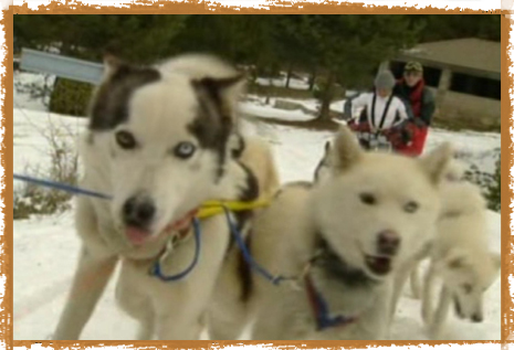 Paseo en trineo (Mushing)