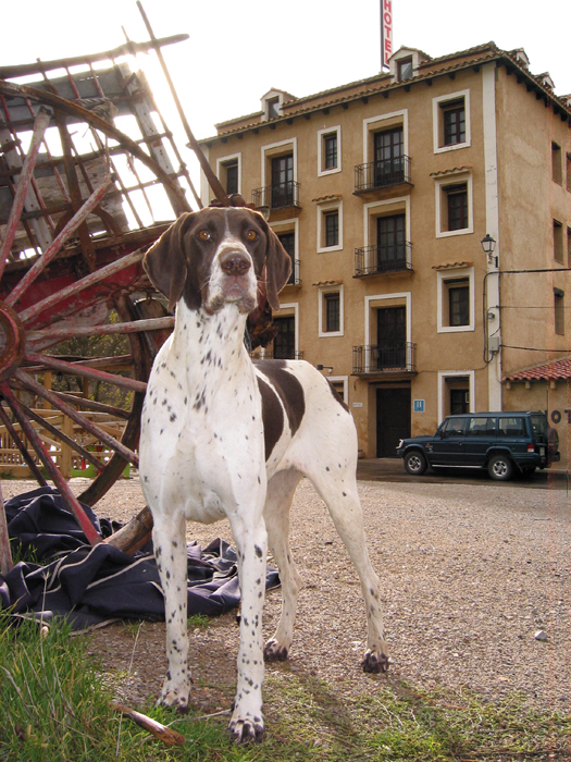 Foto del hotel, en ella sale la perra de horacio: "alba"