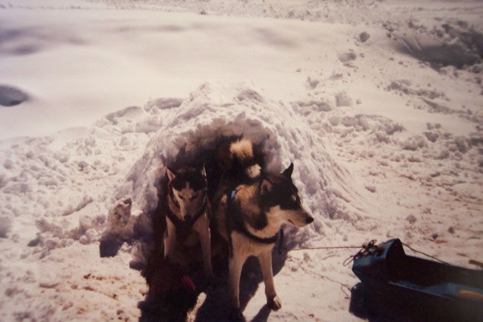 Perros n&oacute;rdicos metidos en un iglu construido por Horacio